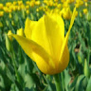 Meet your Posher, Erika